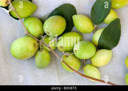 Jujube, Ber "Ziziphus Jujuba" Obst. Stockfoto