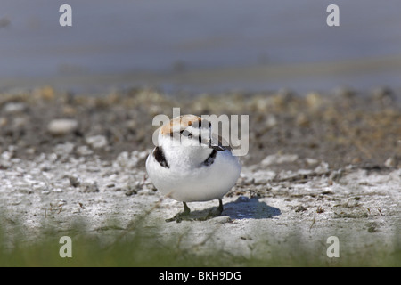 Seeregenpfeifer Charadrius Alexandrinus Seeregenpfeifer Stockfoto