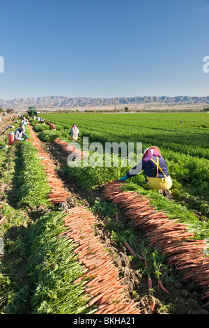 Arbeiter ernten Karotten 'Caucus carota'. Stockfoto