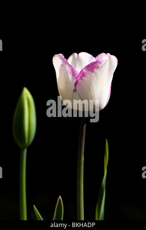 Tulipa "Shirley" (Triumph Tulpe) in Blüte im Frühjahr Stockfoto