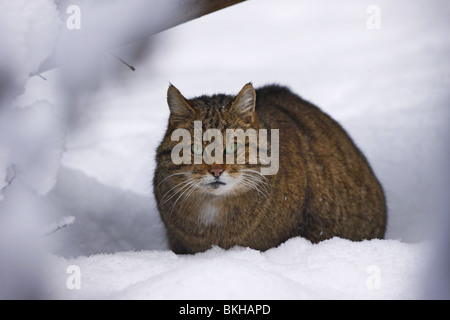 Wildkatze, Europäische, wildcat, Felis Silvestris, Stockfoto