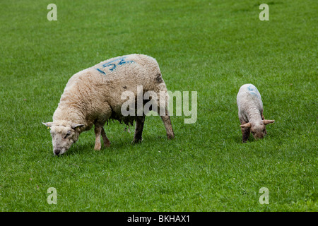 Baby Lamm nach Mutter in surrey Stockfoto