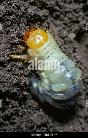 Maikäfer oder Mai Bug, Melolontha Melolontha, Larve, die im Boden Wurzeln Essen lebt Stockfoto