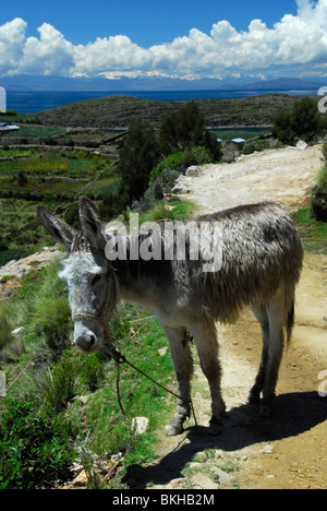 Esel auf Isla del Sol, Bolivien, Südamerika Stockfoto