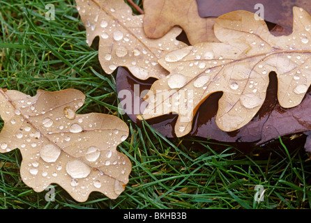 Regentropfen auf der Unterseite der Eiche, Quercus Robur, Blätter vergrößern Blattrippen Stockfoto