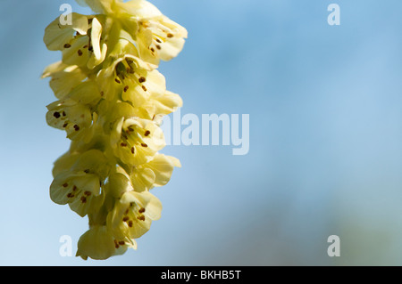 Chinesischen Winter oder Hamamelis, Spring Purple, Corylopsis Sinensis Var Sinensis in Blüte im Frühjahr Stockfoto