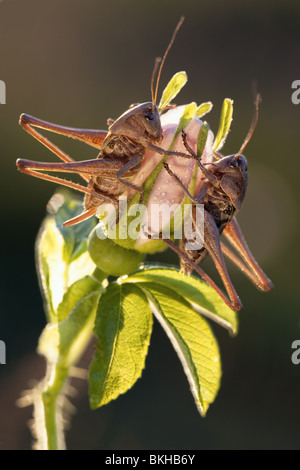 Zwei Grashüpfer sitzt auf der Blume im Abendlicht Stockfoto