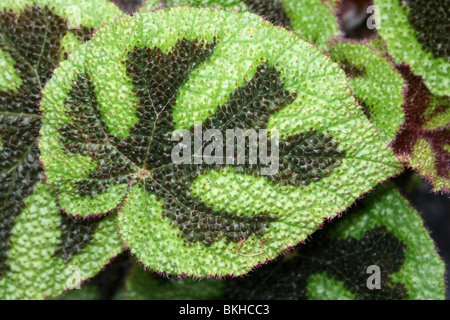 Bunte Blätter des Eisen-Kreuzes Begonie Begonia Masoniana genommen im Zoo von Chester, England, UK Stockfoto