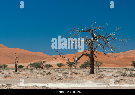 Kameldornbäume und Dünen im Sossusvlei, Namibia Stockfoto