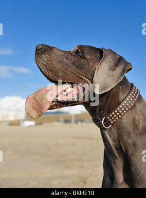 Porträt einer schönen Dogge am Strand Stockfoto