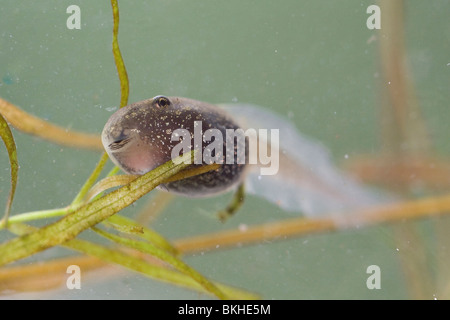 Foto ist Gemaakt in Een Cuvet traf Slootwater, Aufnahme in eine Cuvet gefüllt mit Wasser aus einem Teich. Stockfoto