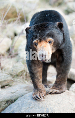 Nahaufnahme von einem malaiischen Sun Bear (Helarctos Malayanus) Stockfoto