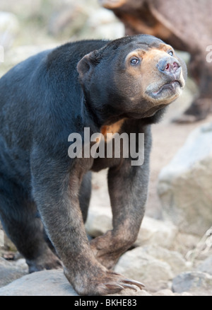 Nahaufnahme von einem malaiischen Sun Bear (Helarctos Malayanus) Stockfoto