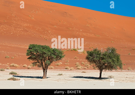 Kameldornbäume in Deadvlei, Sossusvlei, Namibia Stockfoto