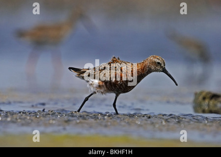 Sichelstrandläufer (Calidris Ferruginea) auf Nahrungssuche Stockfoto