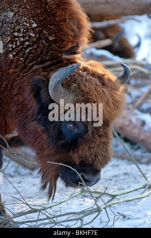 Wisente, Visent (Bison bonasus) Stockfoto