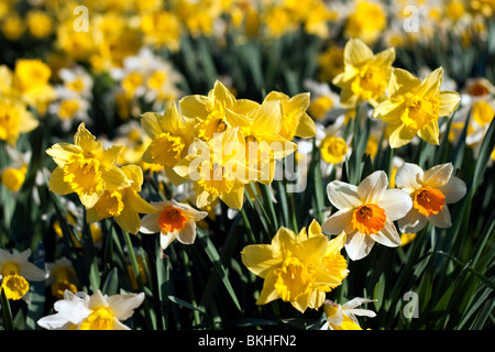 Leuchtend gelbe Narzissen in voller Blüte an einem hellen, sonnigen Frühlingsmorgen Stockfoto