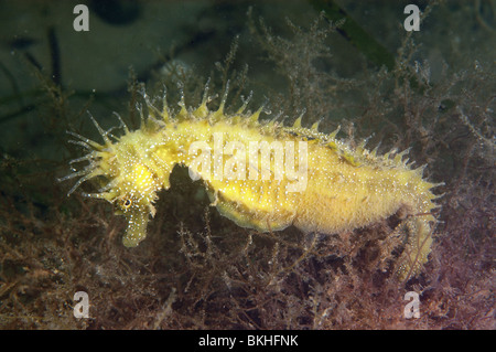 Dornige Seepferdchen, Hippocampus Guttulatus. Studland Bucht Dorset, Juni. Unter den roten Algen und Seegras, Zostera Marina. Stockfoto