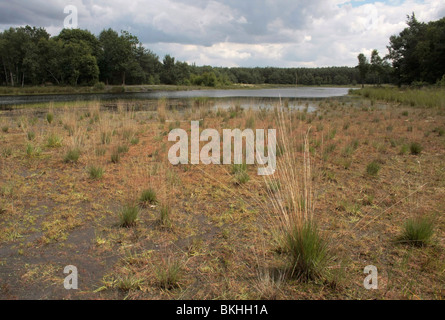 Ven Loofles in de Zomer met Een Lage Waterstand En Een Veld van Kleine Zonnedauw Op de Voorgrond; Fen Loofles im Sommer mit niedrigem Wasserstand und ein Feld der Spatulate-leaved Sonnentau Stockfoto