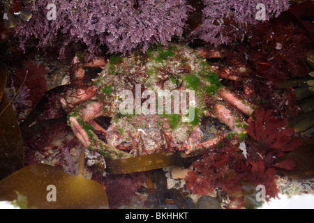 Gemeinsamen Seespinne (Maja Squinado: Majidae) gut getarnt mit Algen in einem großen Rockpool UK befestigt. Stockfoto