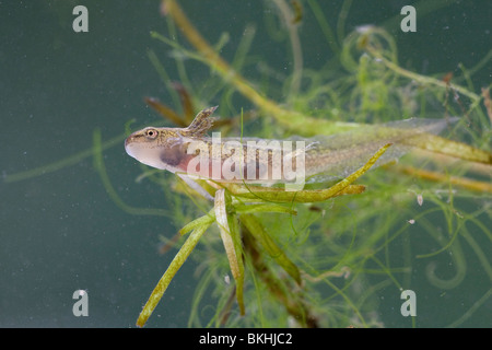 Foto ist Gemaakt met Behulp van Een Cuvet, Dier Bevindt Zich in Slootwater Dat Vrij Troebel. Stockfoto