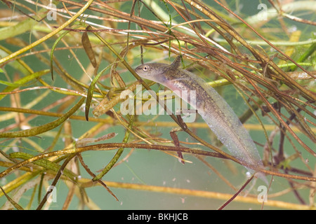 Foto ist Gemaakt met Behulp van Een Cuvet, Dier Bevindt Zich in Slootwater Dat Vrij Troebel. Stockfoto