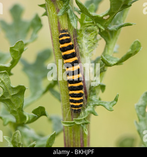 Zebrarups van de Sint-Jacobsvlinder Op Jacobskruiskruid. Caterpillar Zinnober Motte auf Kreuzkraut. Stockfoto