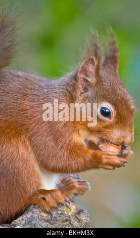 Eichhörnchen (Sciurus Vulgaris) Paxton schottischen Grenzen Schottland Haselnüsse Essen Stockfoto