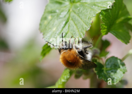 Bombus Pascuorum, gemeinsames Carder Bee, Fütterung auf Johannisbeere Blüten Stockfoto