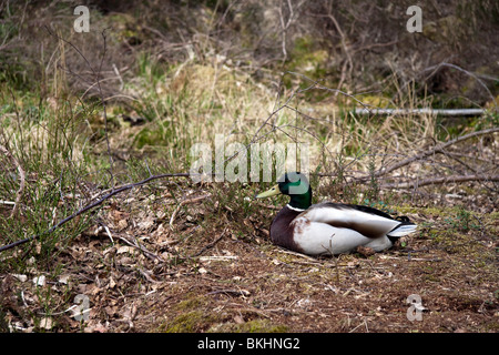 Eine Stockente Drake sitzt auf einer Lichtung zwischen einige Rasen und Büsche Stockfoto