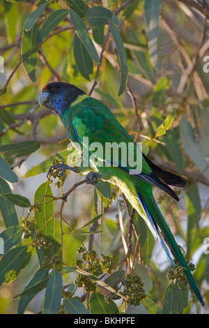 Port Lincoln Parrot.  Australisches Ringneck. Barnardius zonarius Stockfoto