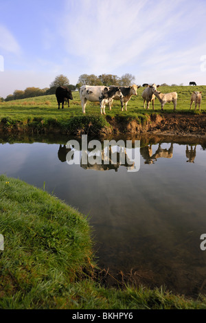 Vieh Reflexion - Rinder stehen in einem Feld neben dem Fluss Avon, Wiltshire. Stockfoto