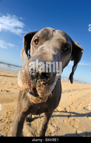Porträt einer schönen Dogge am Strand Stockfoto