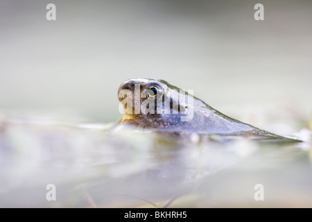 Rana Temporaria; Grasfrosch, Schlittschuhläufer kikker Stockfoto