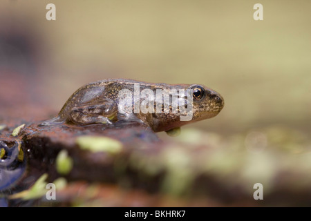 Rana Temporaria; Grasfrosch, Schlittschuhläufer kikker Stockfoto