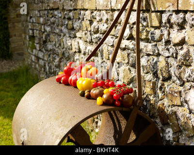 Eine Auswahl von Urtomaten außerhalb auf einer Gartenwalze. Stockfoto