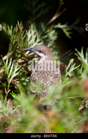 Graues Shrike-Soor. Colluricincla-Mundharmonika. Westliche Rasse Australien Stockfoto