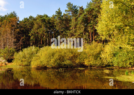 Landschaft mit See, Wald und blauer Himmel Stockfoto