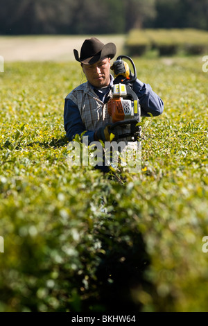 Mann trimmen Teepflanzen in Charleston Teeplantage, alleinige Tee Bauernhof in USA, South Carolina Tiefland Stockfoto