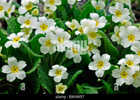 Zarte Blüten von Frühjahr Stockfoto