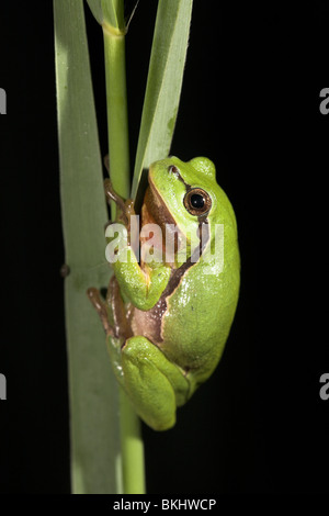 Foto von einem männlichen Baum Grasfrosch sitzen auf Reed in der Nacht. Während des Beginns der Nächte, die Männchen oft aus dem Schilf und Büschen fordern, später in der Nacht bewegen sich in Richtung der Zucht-Teich Stockfoto