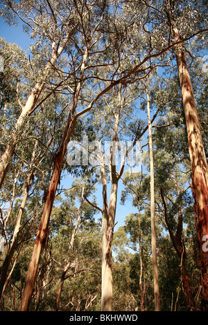 Australischen Busch Gum Bäume Victoria Australien Stockfoto