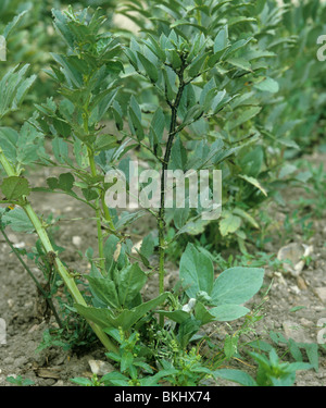 Schwarze Bohne Blattläuse (Aphis Fabae) Befall an den Stämmen der Bohne Feldpflanzen Stockfoto