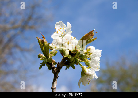 Kirschblüte auf einem Baum. England, Großbritannien Stockfoto