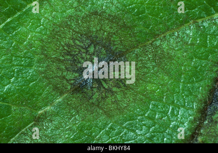 Apple Schorf (Venturia Inaequalis) dunkle Myzel Pustel auf der Blattoberfläche einen Apfel Stockfoto