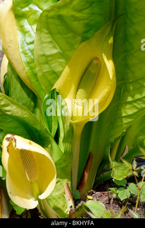 Western Skunk Cabbage (Lysichiton Americanus) in Blüte Stockfoto