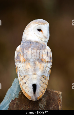 Schleiereule; Tyto Alba; auf einem Felsen; Cornwall (Gefangener Vogel) Stockfoto