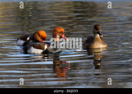 Roten Crested Tafelenten; Netta Rufina; Stockfoto