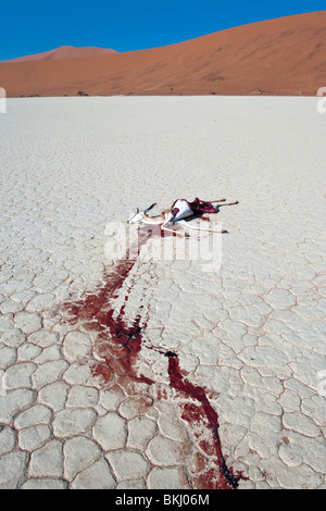 Toten Springbok hinterlässt eine Spur von Blut auf weiß-Ton-Pfanne im Deadvlei. Wahrscheinlich angegriffen Schakale in der Nacht, Namibia Stockfoto