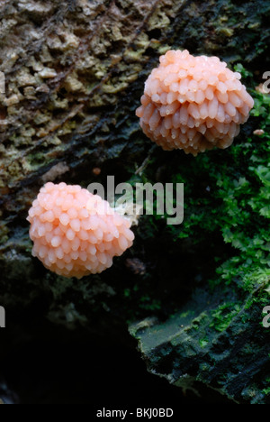 Die Kalkform (Myxomycete) Tubifera ferruginosa, Wales, Großbritannien. Stockfoto